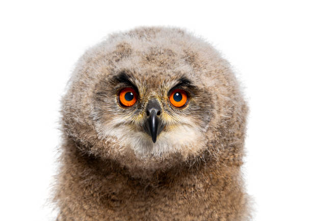 Head shot of a One month,  Eurasian Eagle-Owl chick, Bubo bubo, isolated on white
