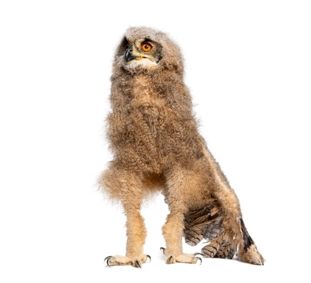 one-month-old great horned owl chick, looking up and spreading a wing, isolated on white - great white owl imagens e fotografias de stock