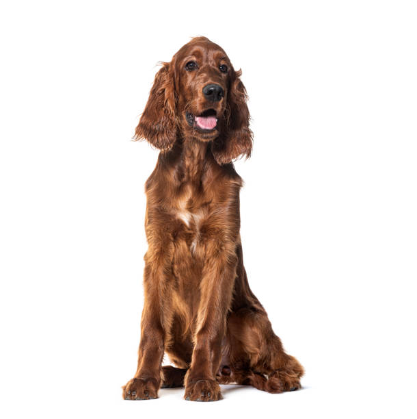istock Sitting and Panting Setter irlandais, isolated on white 2075727249