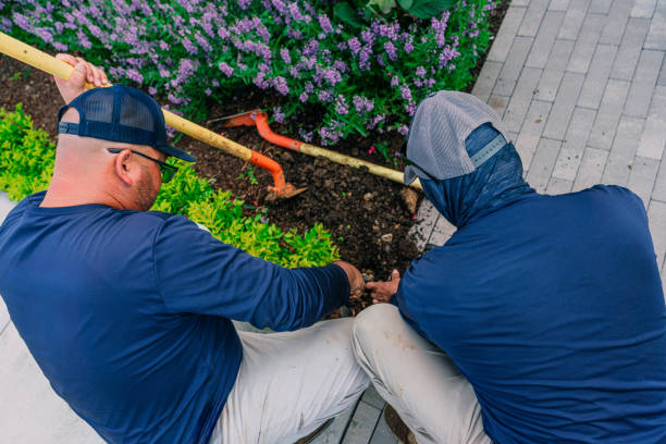 Overhead View of Two Workers with Blank Work Shirts Digging together in Soil to Replace a Flower Bed Sprinkler