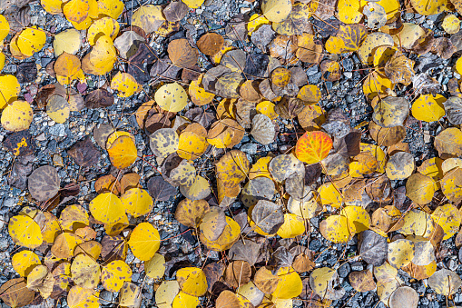 Vibrant Yellow and Gold Aspen Tree Leaves on the Ground During Autumn Fall Colors Changing Season in the Grand Mesa National Forest In Colorado
