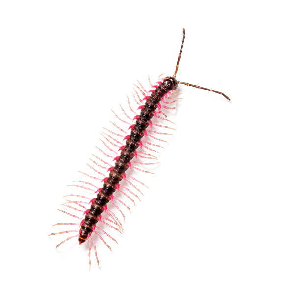 The brown stone centipede Lithobius forficatus isolated on white background