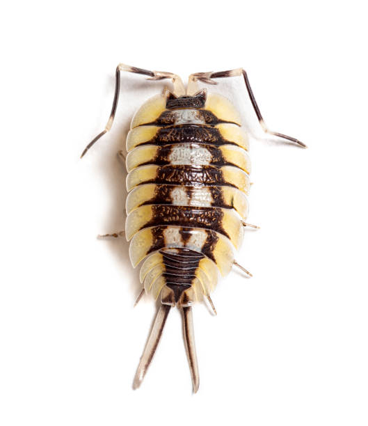 istock Giant Spanish Isopod, Porcellio expansus, isolated on white 2075741467