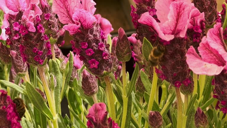 bees collecting pollen from colorful flowers.