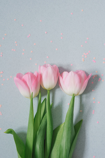 A bouquet of pink tulips on a soft blue background with pink sequins. Flat lay. Valentine's day, March 8, birthday, mother's day and Easter. Copy space