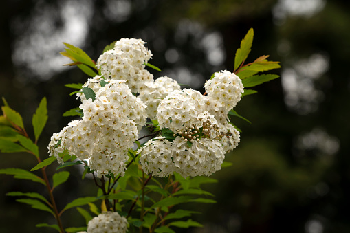 Spiraea Wangutta (Latin Spiraea Vanhouttei) is an ornamental shrub of the Rosaceae family in the arboretum park Southern Cultures on a summer day, Adler, Sochi coast, Krasnodar Territory, Russia