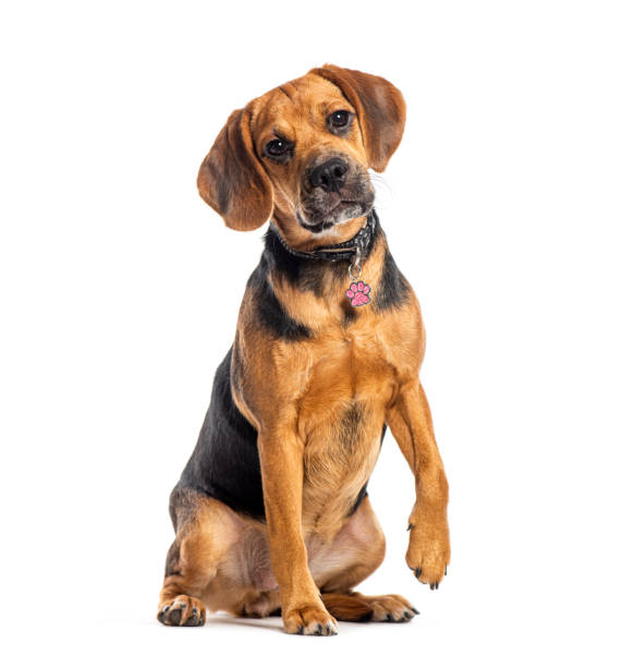 Puggle, mixedbreed Pug with Beagle, Isolated on white
