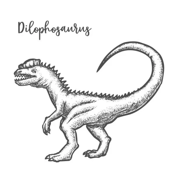 Vector illustration of Dilophosaurus dinosaur vintage vector sketch. Prehistoric animal