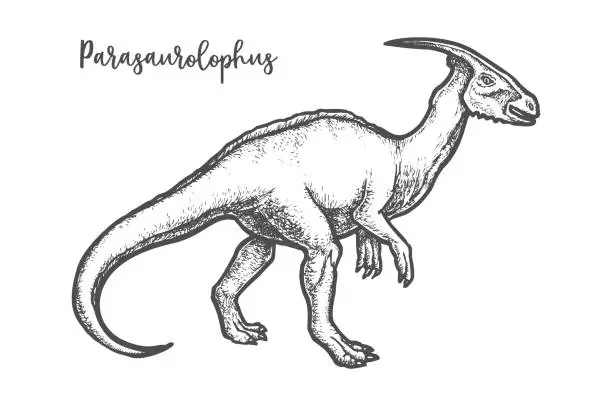 Vector illustration of Engraved Parasaurolophus dino or sketch dinosaur vector