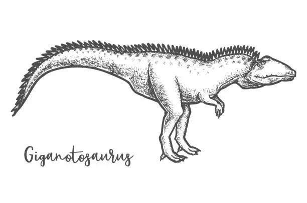 Vector illustration of Giganotosaurus dino sketching. Sketch of dinosaur vector