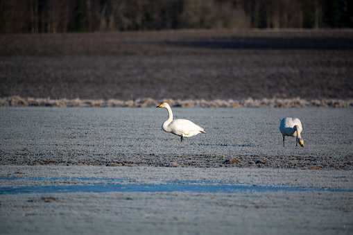 A pair of whooper swans eating in agriculture field Tysslingen Sweden March 7 2024
