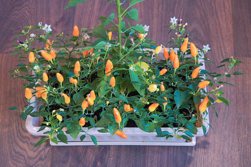 Hot decorative peppers in a plastic container stand on a dark wooden floor. Capsicum annuum.