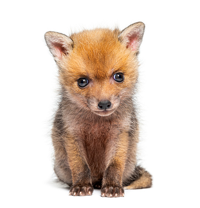 Sitting five weeks old Red fox cub looking at the camera, isolated on white
