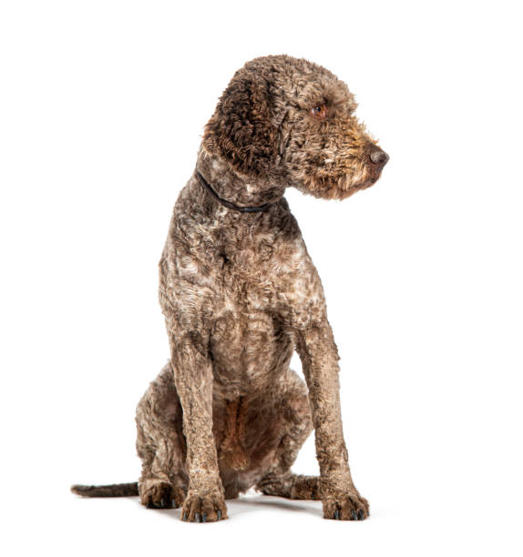 istock Lagotto Romagnolo dog, isolated on white 2075742573