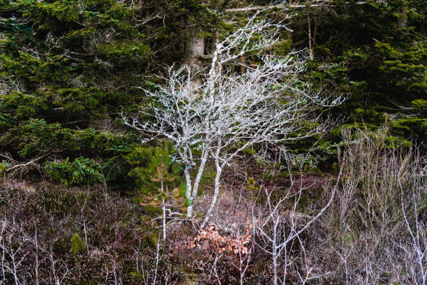 líquenes en árboles arrastrados por el viento en el noroeste de dinamarca - mushrooms of the northwest fotografías e imágenes de stock