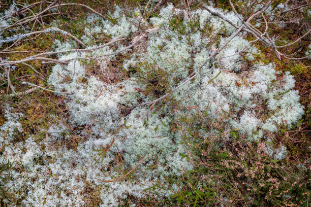 istock Weathered plantation forest in northwest Denmark 2075742771