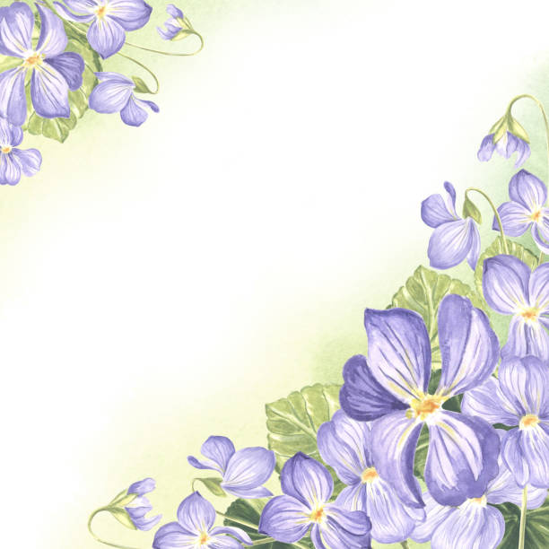 istock Postcard template with wild violets with green leaves. Spring summer background watercolor arrangement pansy flower, floral frame with copy space. Isolated hand drawn illustration for invitation, card 2075743231