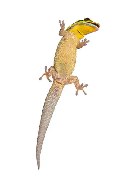 Photo of Ventral side of a yellow-headed day gecko seen through glass mouth open, Phelsuma klemmeri, isolated on white