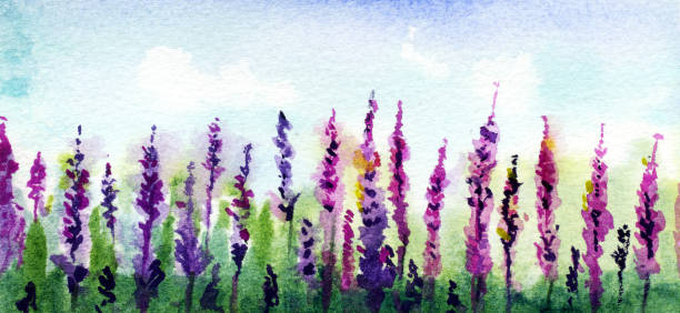 istock A field of blooming flowers. Lavender. Spring landscape. Hand drawn watercolor illustration. 2075743546