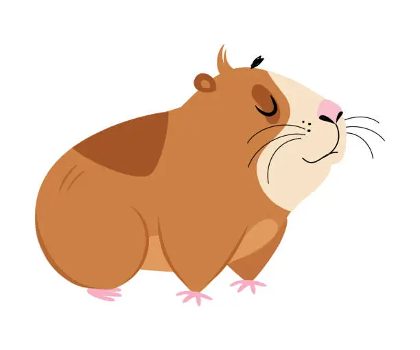 Vector illustration of Cute guinea pig. Funny brown pet rodent cartoon vector illustration