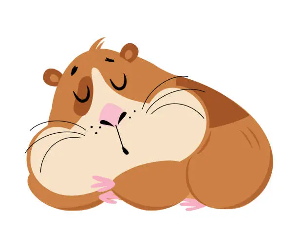 Vector illustration of Cute sleeping guinea pig. Funny brown pet rodent cartoon vector illustration