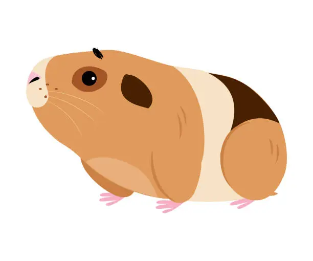 Vector illustration of Cute guinea pig, side view. Funny spotted pet rodent cartoon vector illustration