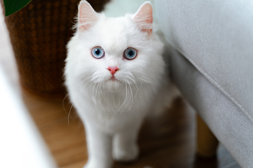 The adorable white Persian cat is in the living room at home. Pet Animal Concept.