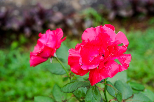 Two red roses in the garden