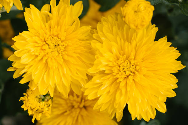 istock Beautiful yellow chrysanthemum flowers close up 2075744000