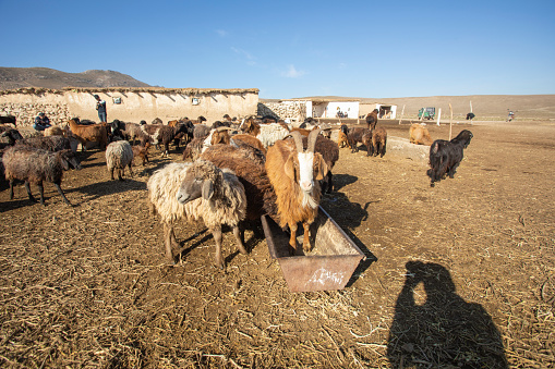 golden goat in uzbekistan village