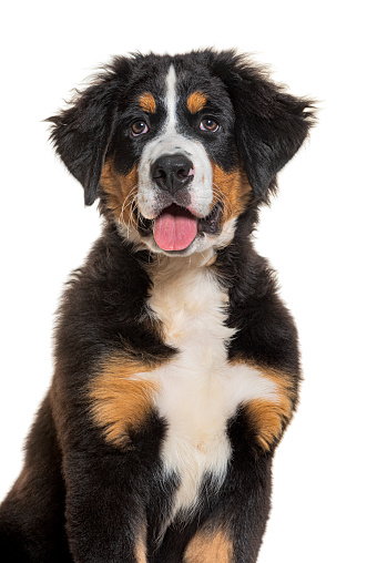 portrait of a Puppy four months old  Bernese mountain dog panting, isolated on white