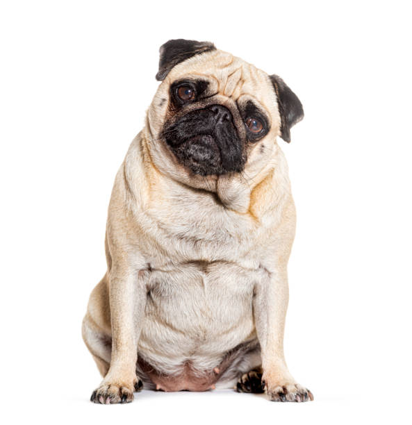 istock Pug sitting looking at he camera against white background 2075746357