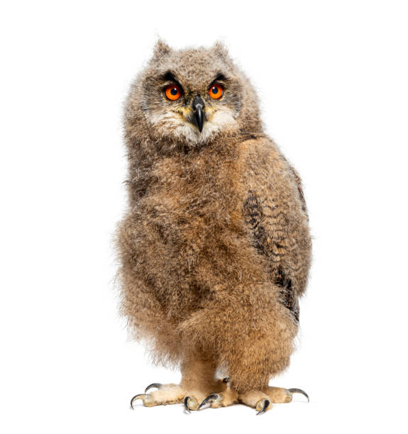 istock One month Eurasian Eagle-Owl chick, Bubo bubo, looking at the camera, isolated on white 2075746866