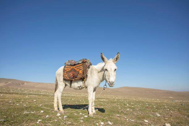 white donkey near the mountains