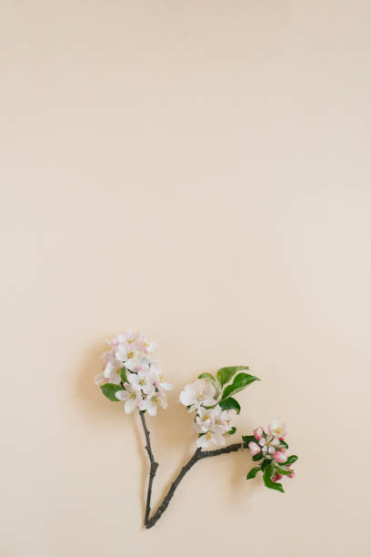 istock Apple spring flowers on a beige background. Flat lay, top view with copy space 2075750251