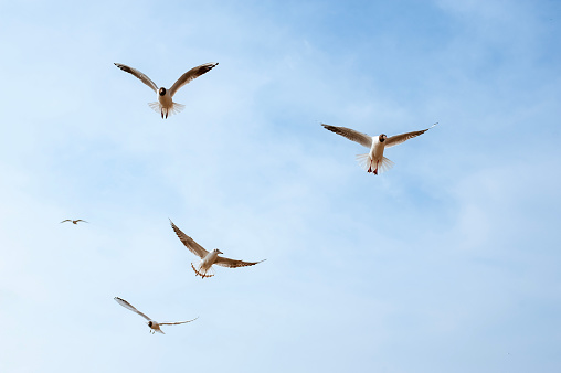Seagulls fly within reach in the sky - close up