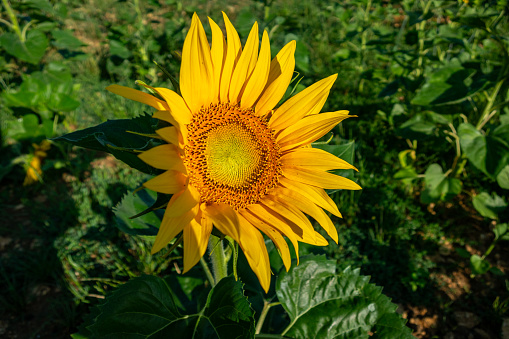 Close-up of a beautiful sunflower flower in summer under the sun
