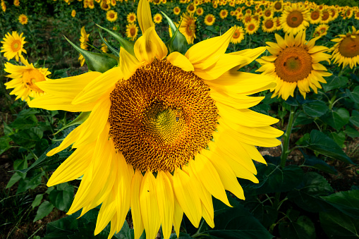 Close-up of a beautiful sunflower flower in summer under the sun