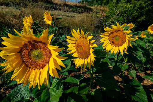 Close-up of a beautiful sunflower flower in summer under the sun