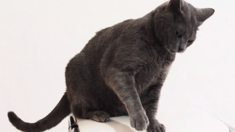 Burmese cat sits on a chair and plays with a Jack Russell Terrier dog. psychology of cat and dog