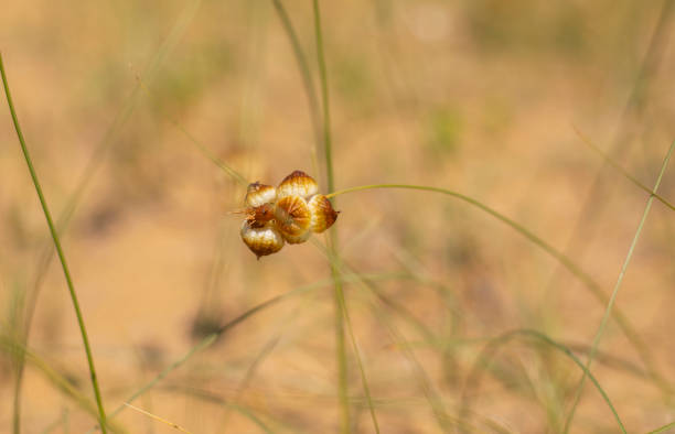 some species of grass weeds