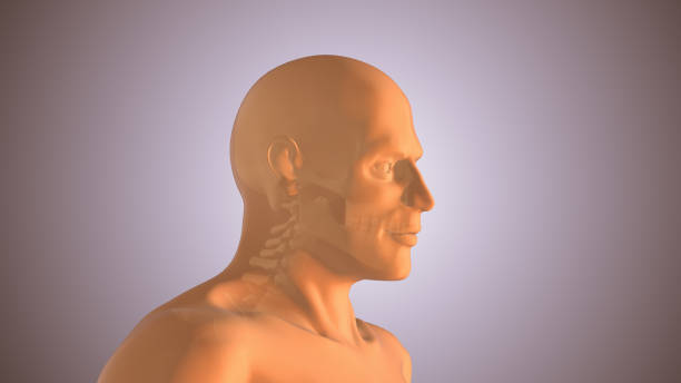istock Neck or cervical spine injuries 2075782147
