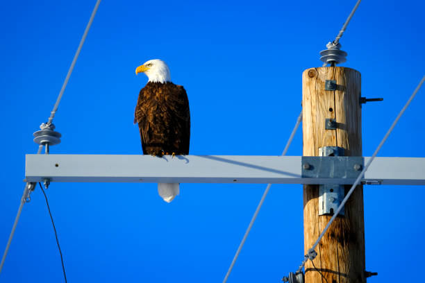 an Eagle catches a fish and brings it back to it's chicks at the nest on Quake Lake in southern Montana