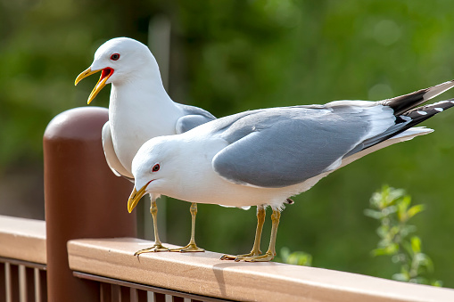 Pair of Herring Gulls in Alaska, abundant in the coastal areas of Alaska