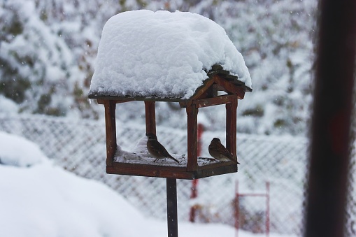 Small bird looking for feeding in snow time