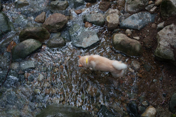 Amid the clear waters of a mountain stream, a lively golden puppy splashes around. Its paws disrupt the calm surface, scattering droplets among the rocks and the surrounding nature. The puppy's curiosity offers a glimpse of the simple joy of exploring the natural world.