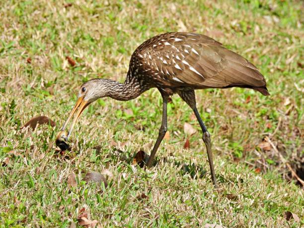 istock Limpkin (Aramus guarauna) - eating an apple snail 2075807627