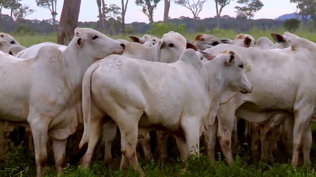Herd of Nelore cattle traveling together presents captivating rural sight