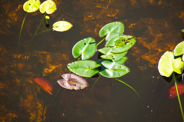 in a small pond in a Florida public park