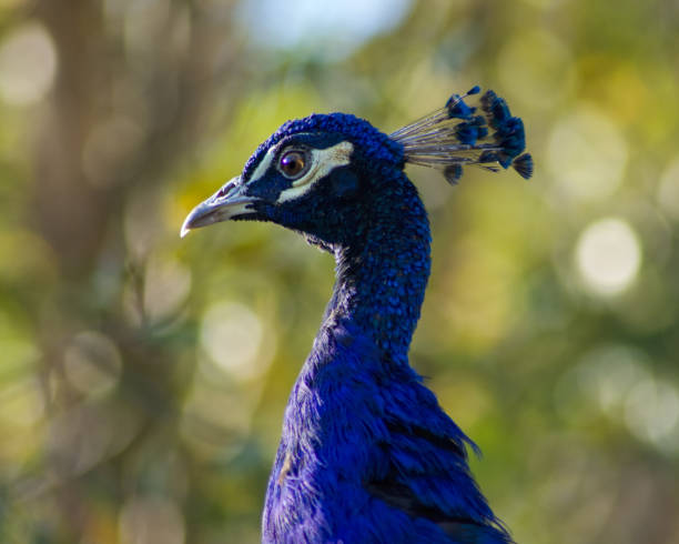 istock The Royal Blue Indian Peafowl 2075822073
